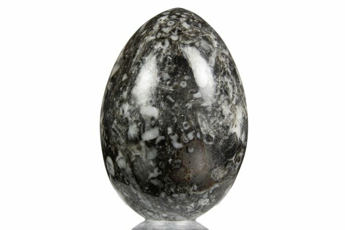 Polished Fossil Shell/Crinoid Hash Egg - Utah #334187